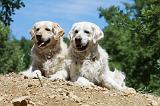 GOLDEN RETRIEVER 1145